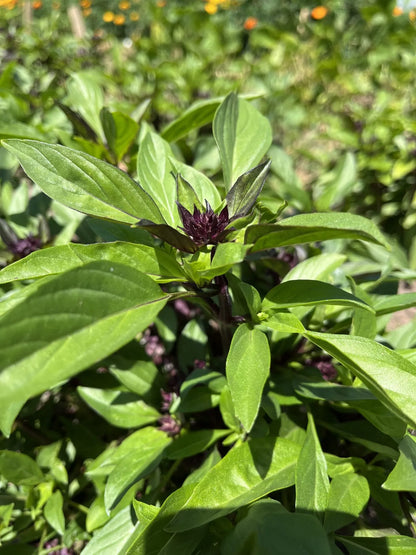 Thai Sweet Basil