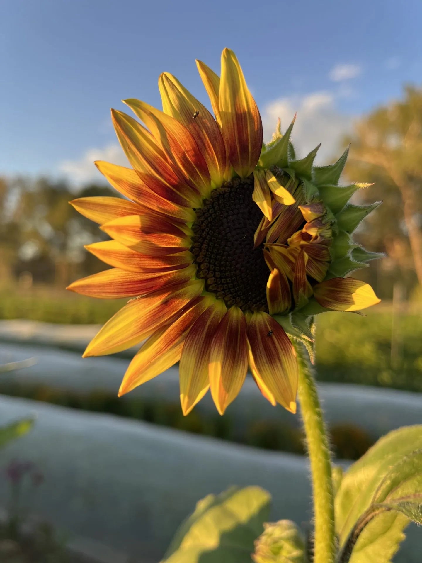 Raspberry Lemonade Sunflower