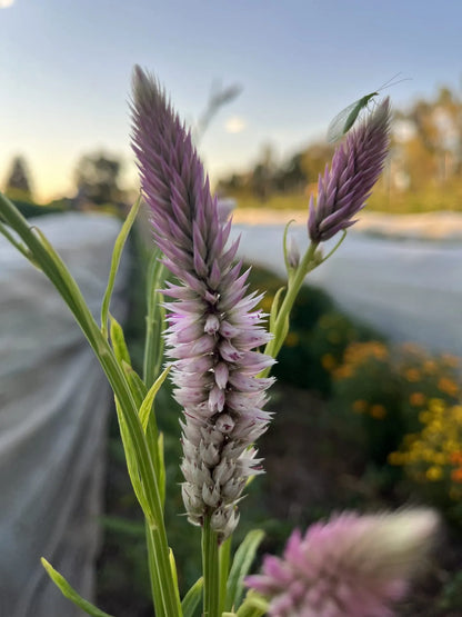 Flamingo Feather Celosia