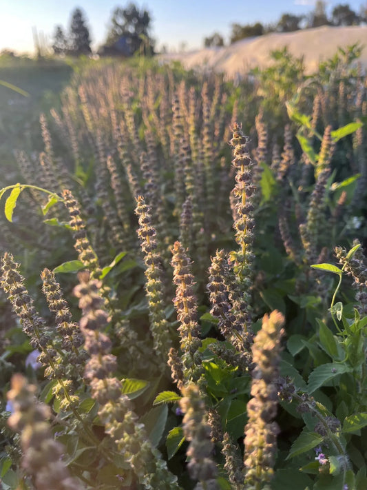 Tulsi Basil (Sacred)