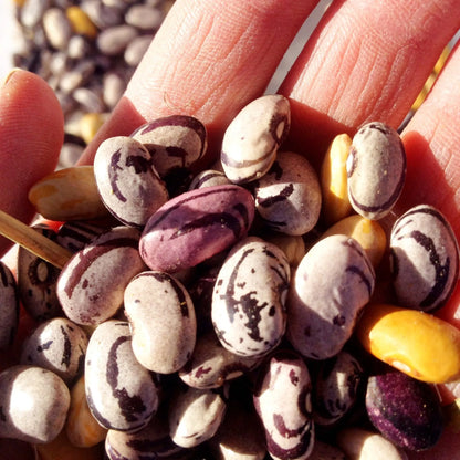 Hopi Purple String Bean