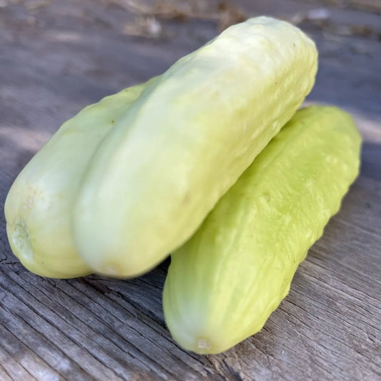 Silver Slicer Cucumber