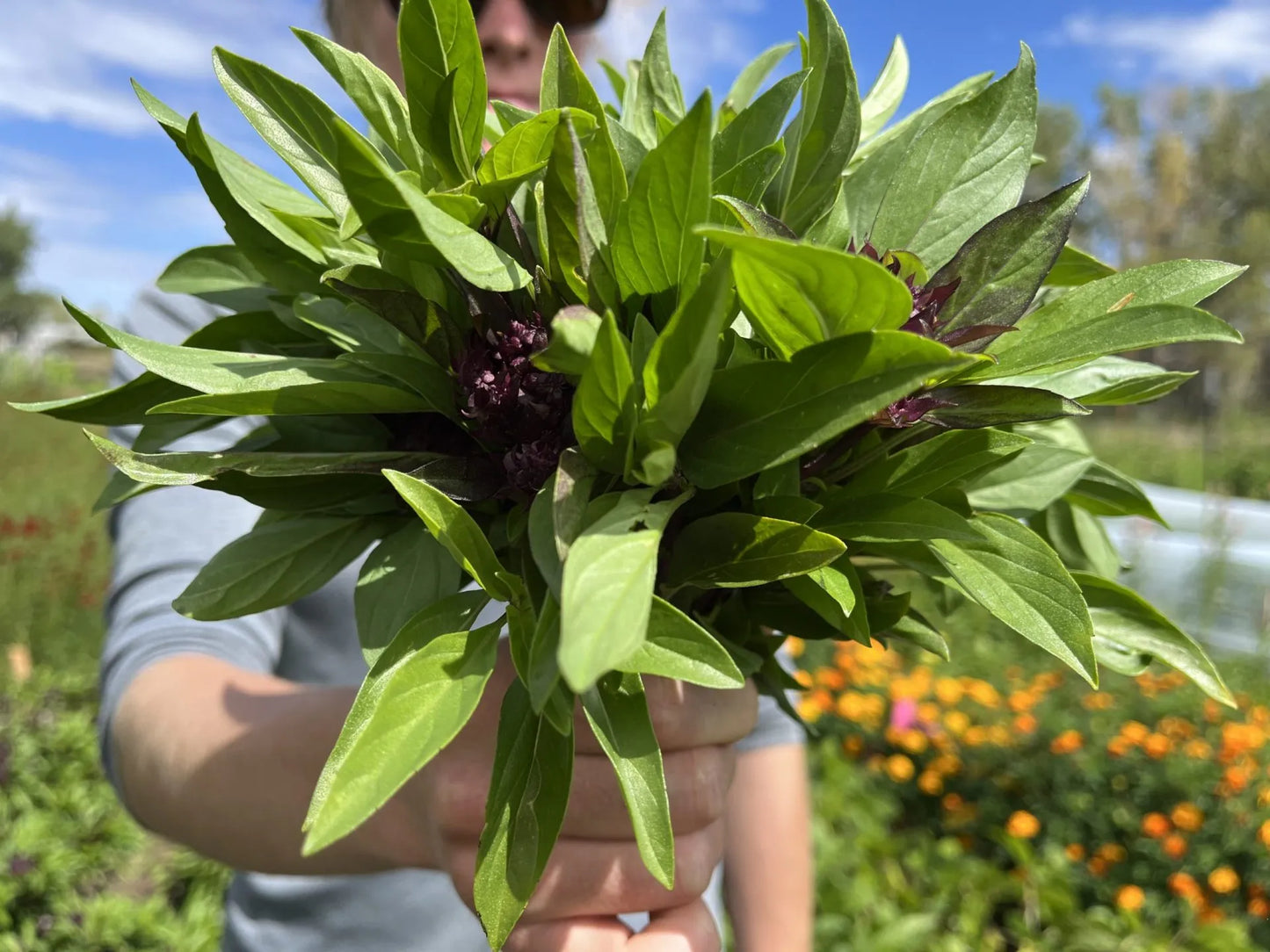 Thai Sweet Basil