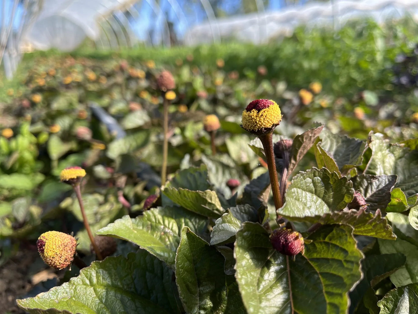 Toothache Plant (Spilanthes)