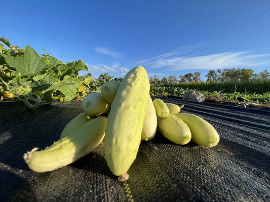 Silver Slicer Cucumber