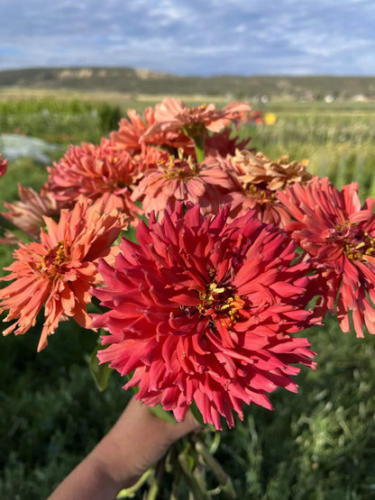 Señorita  Zinnia