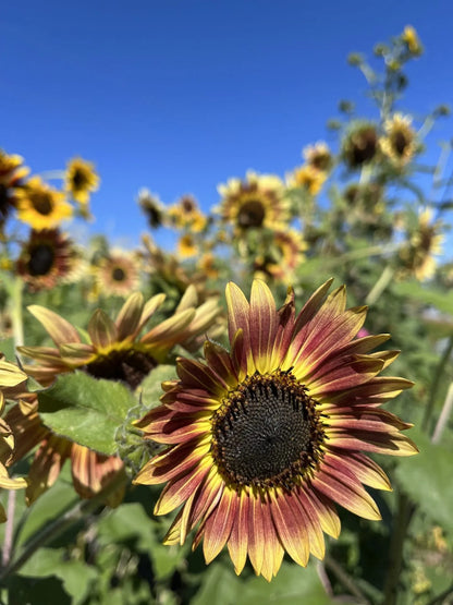 Raspberry Lemonade Sunflower