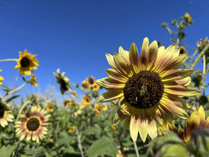 Raspberry Lemonade Sunflower