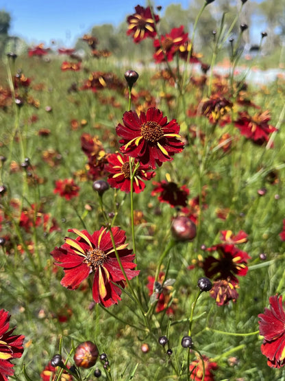 Roulette Coreopsis