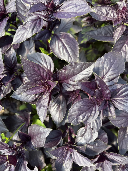 Red Genovese Basil