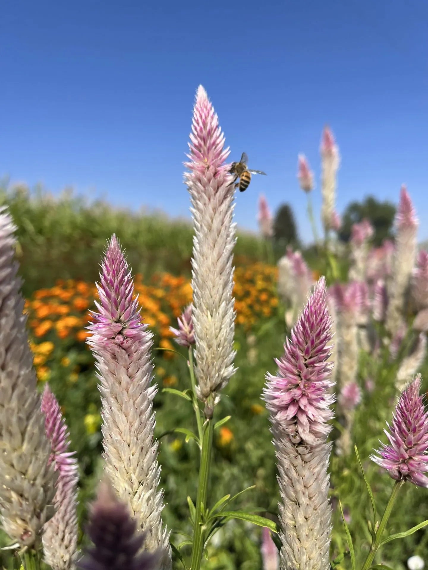 Flamingo Feather Celosia