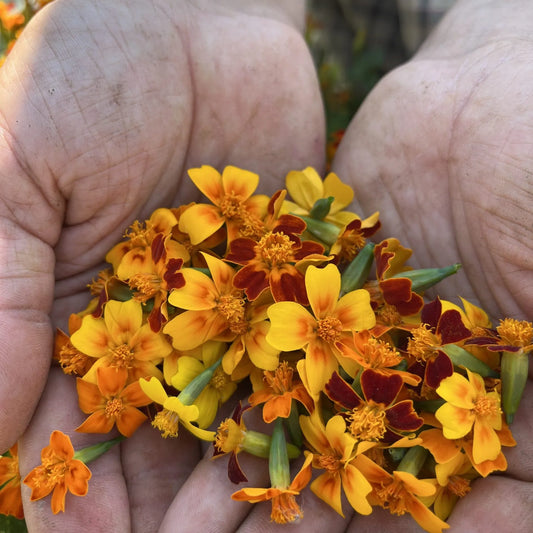 Starfire Marigold Mix