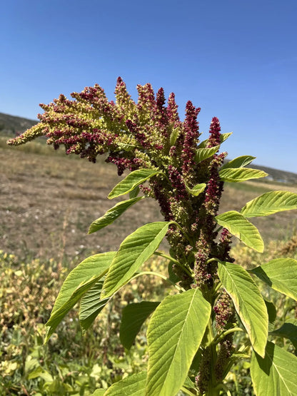 42 Mexican Amaranth