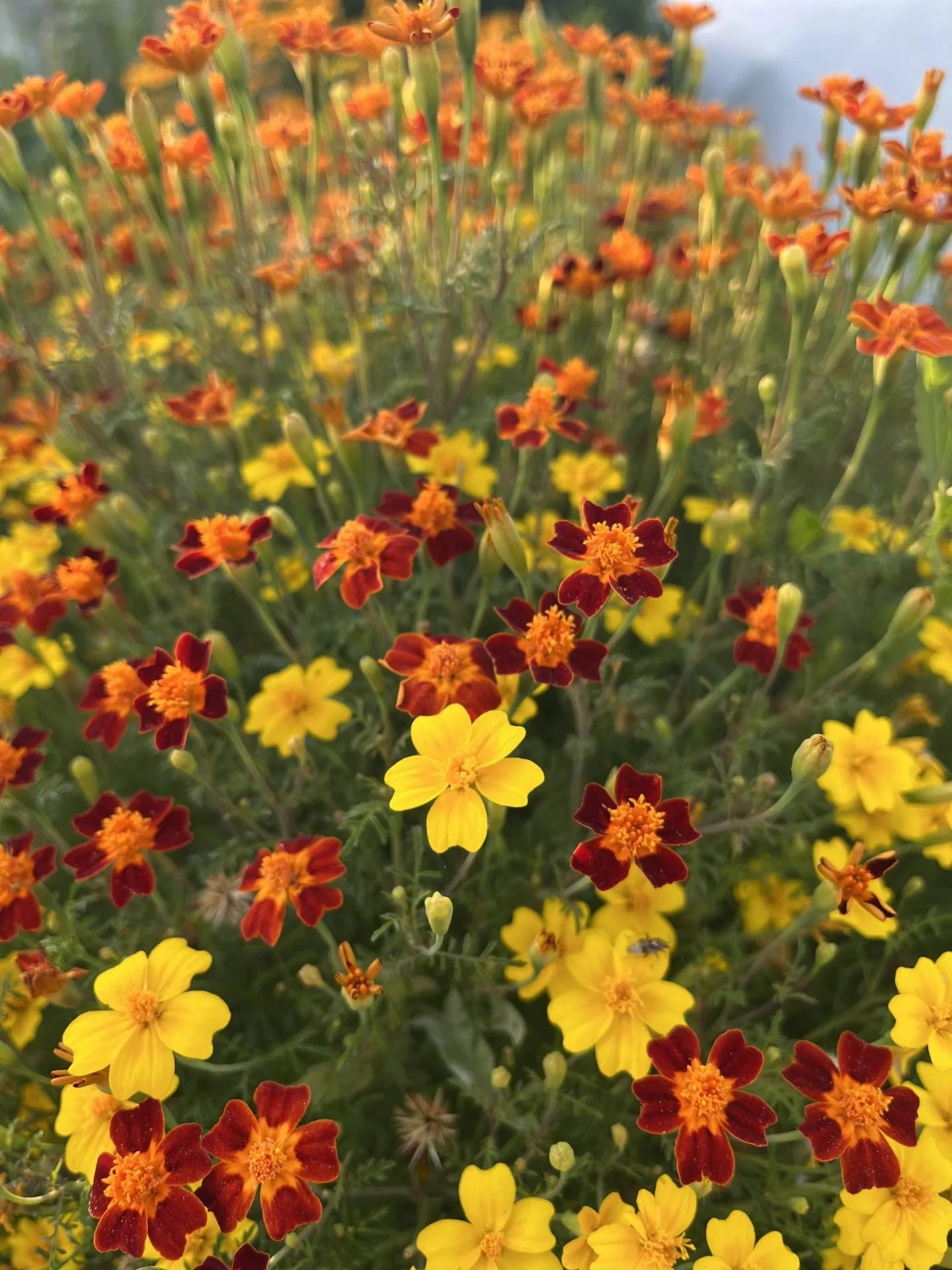 Starfire Marigold Mix