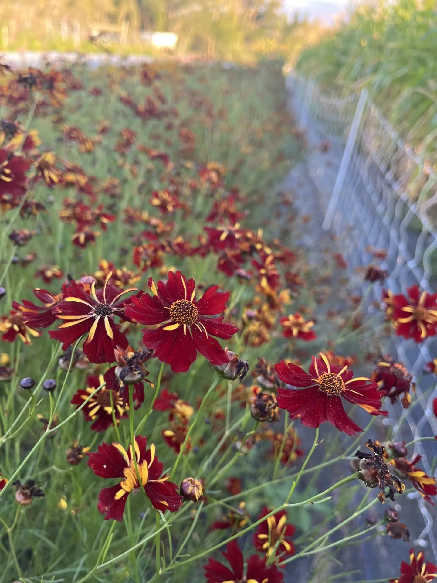 Roulette Coreopsis