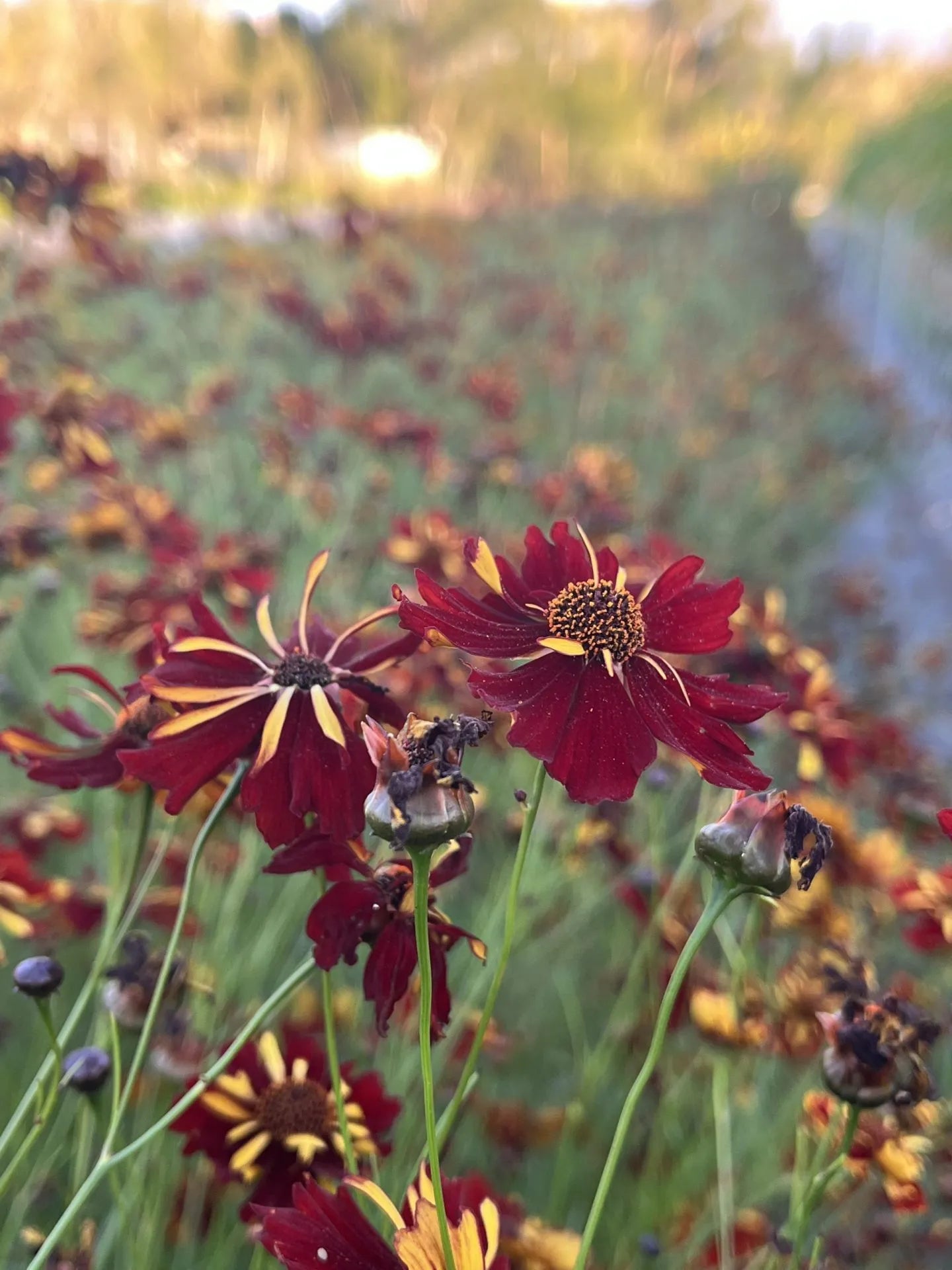 Roulette Coreopsis