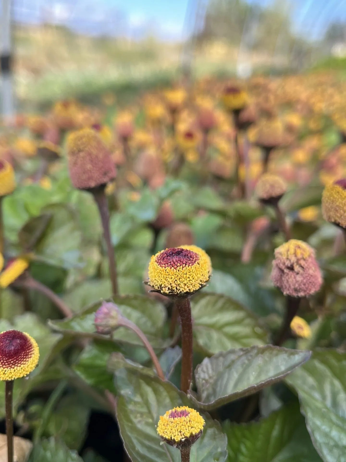 Toothache Plant (Spilanthes)