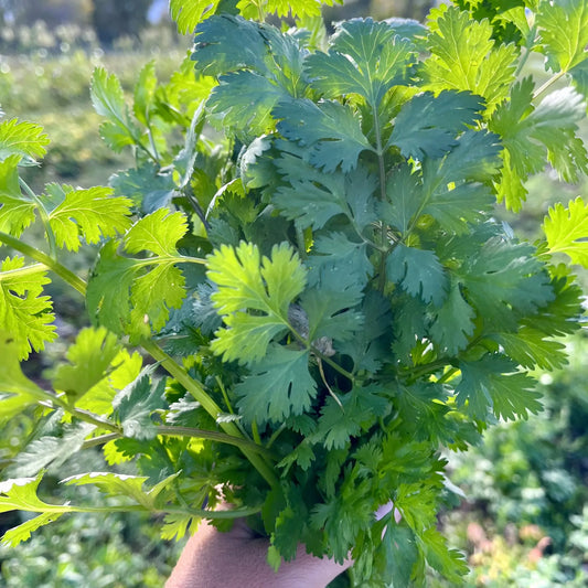 Santo Cilantro