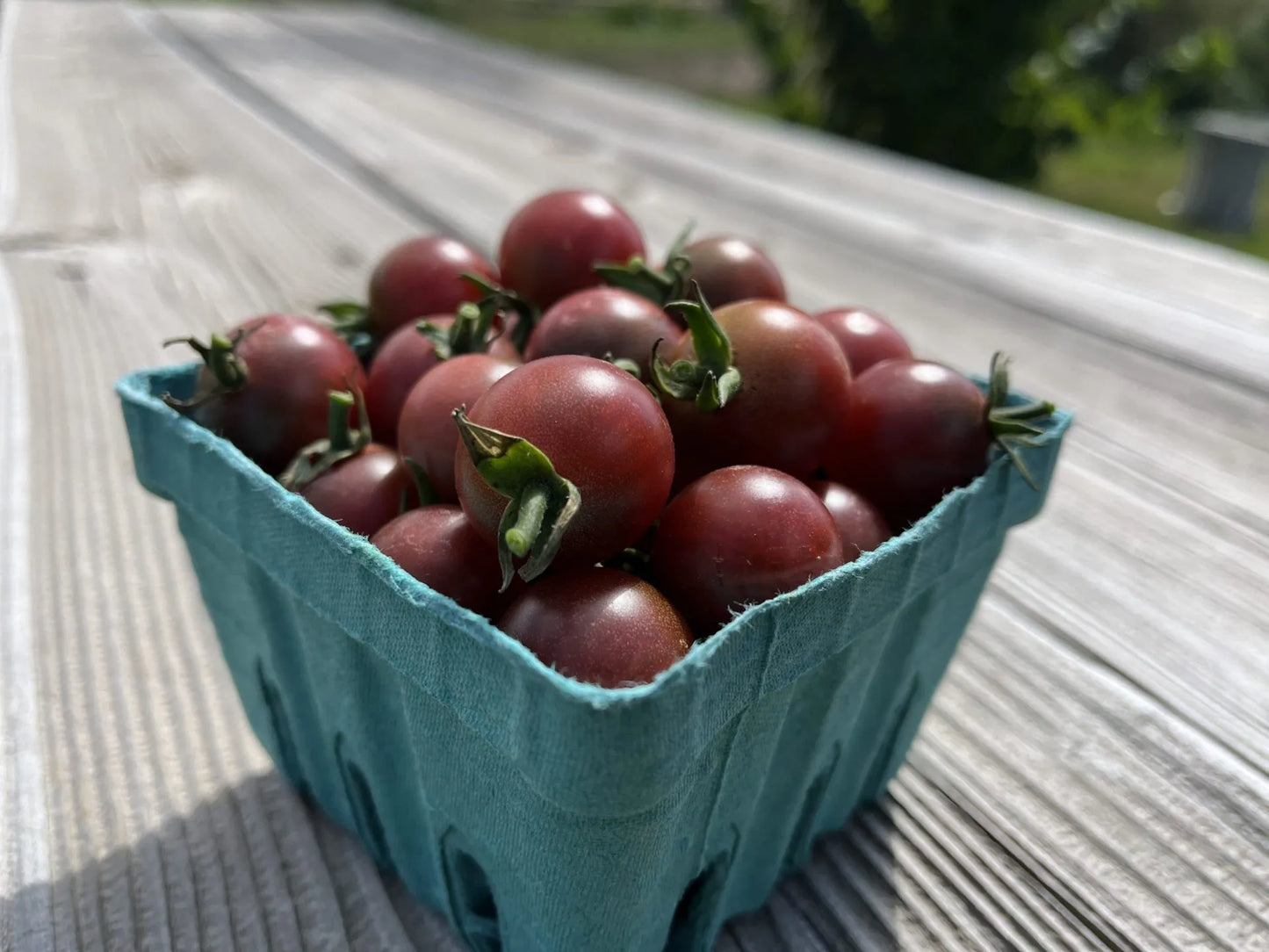 Rosella (Cherry Tomato)