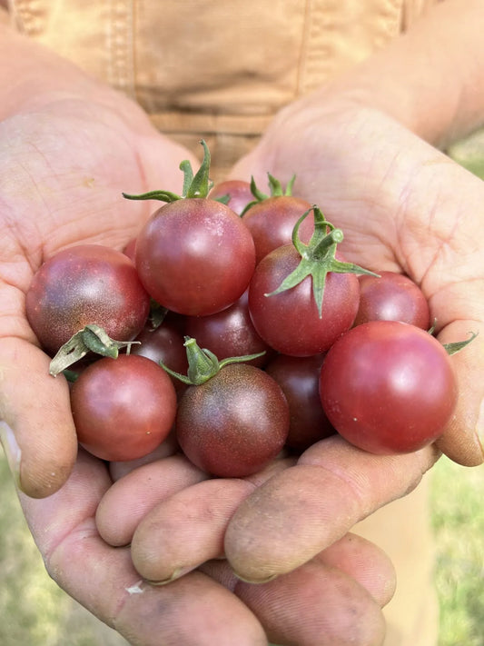 Rosella (Cherry Tomato)