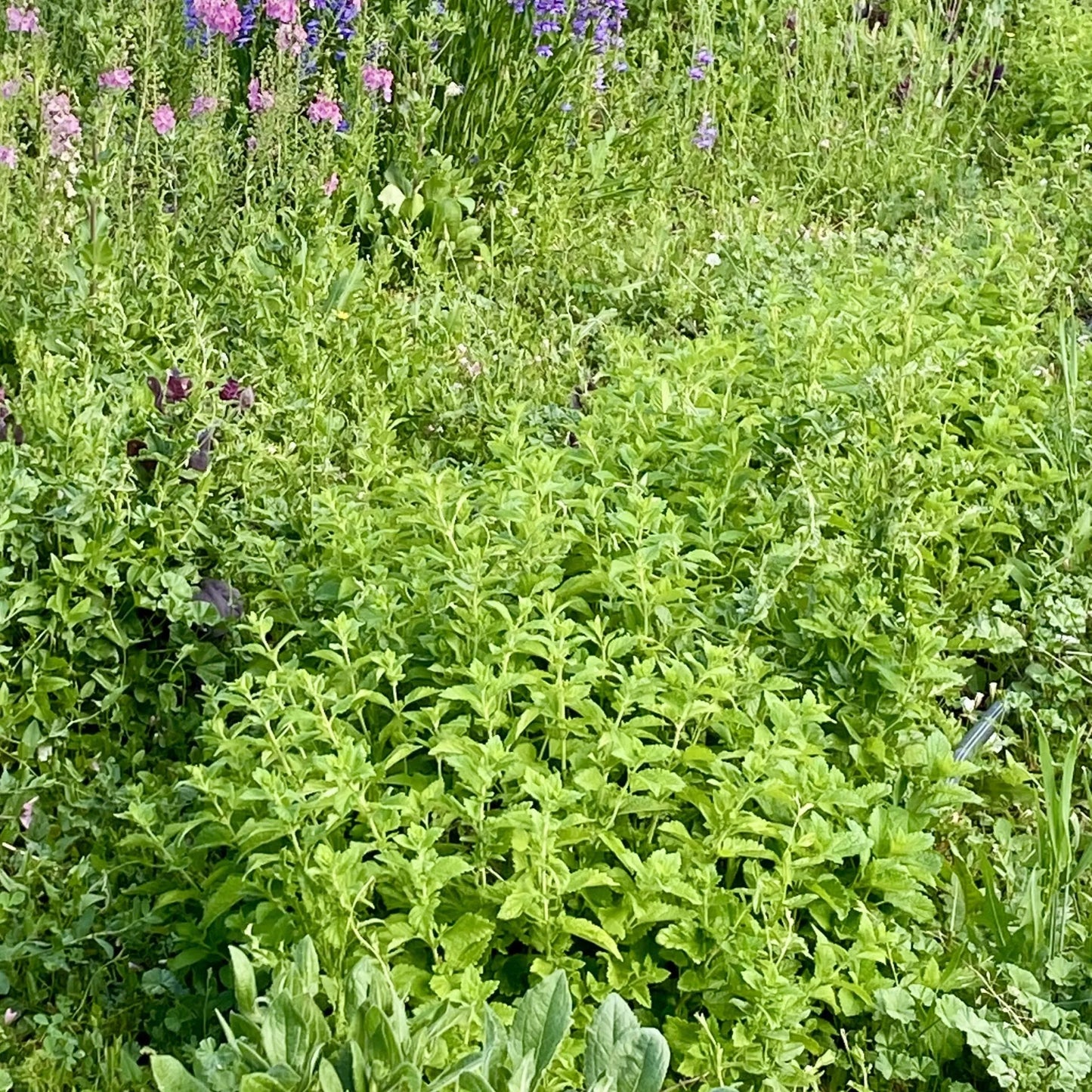 Lemon Balm