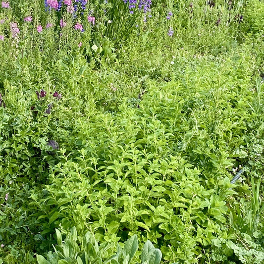 Lemon Balm