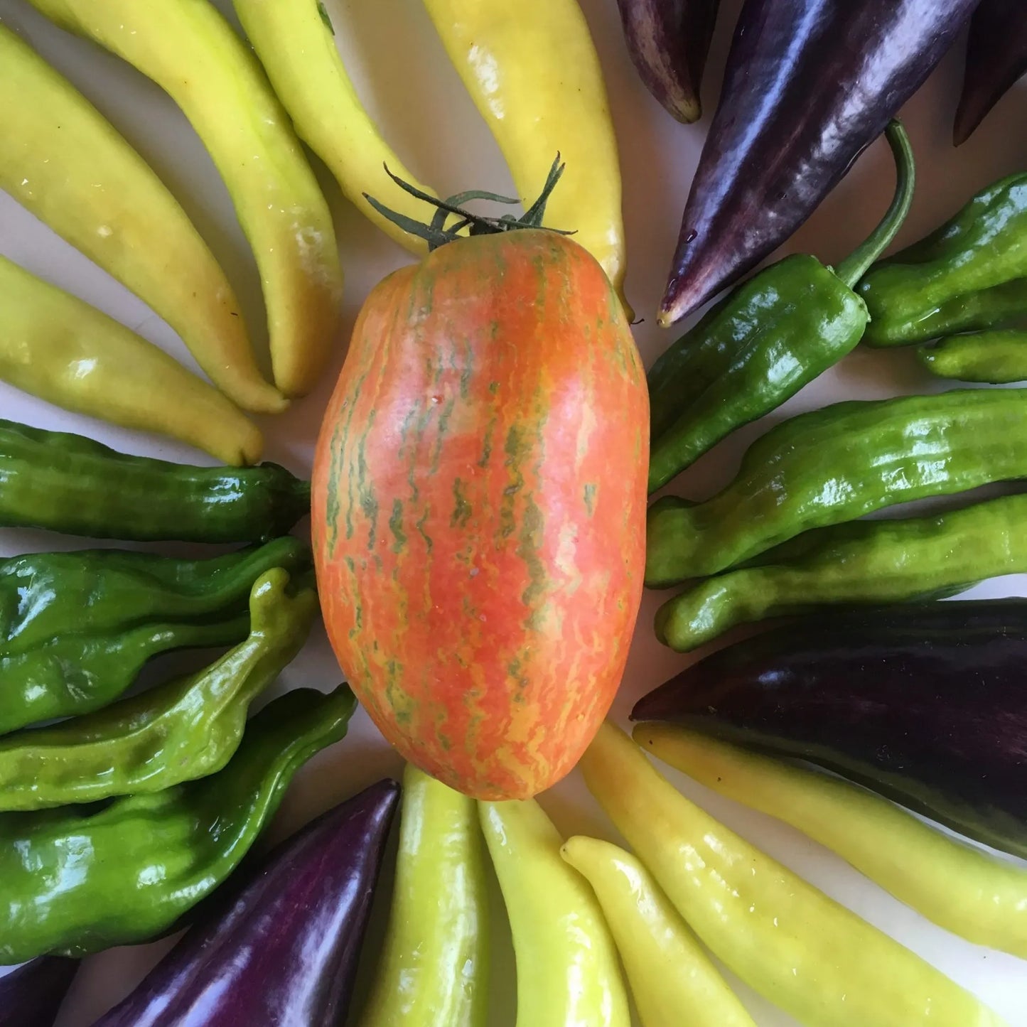 Striped Roman Tomato