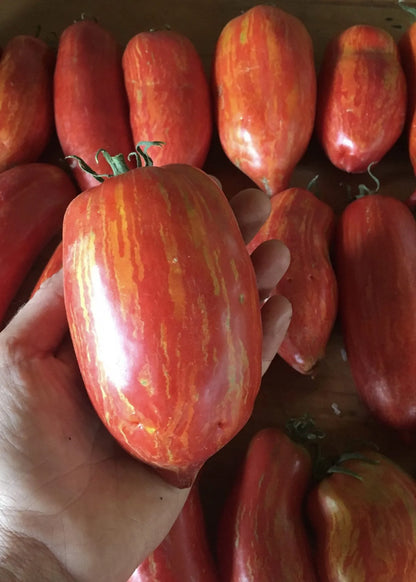 Striped Roman Tomato