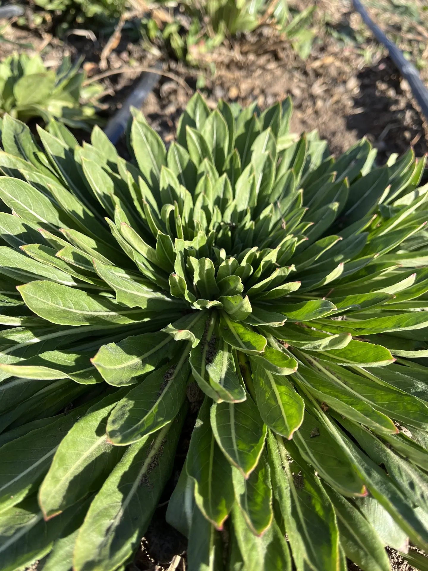 Tall Evening Primrose