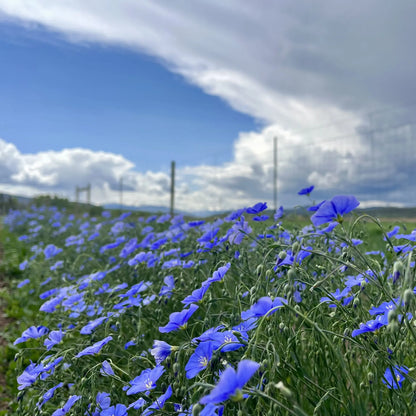 Prairie Flax