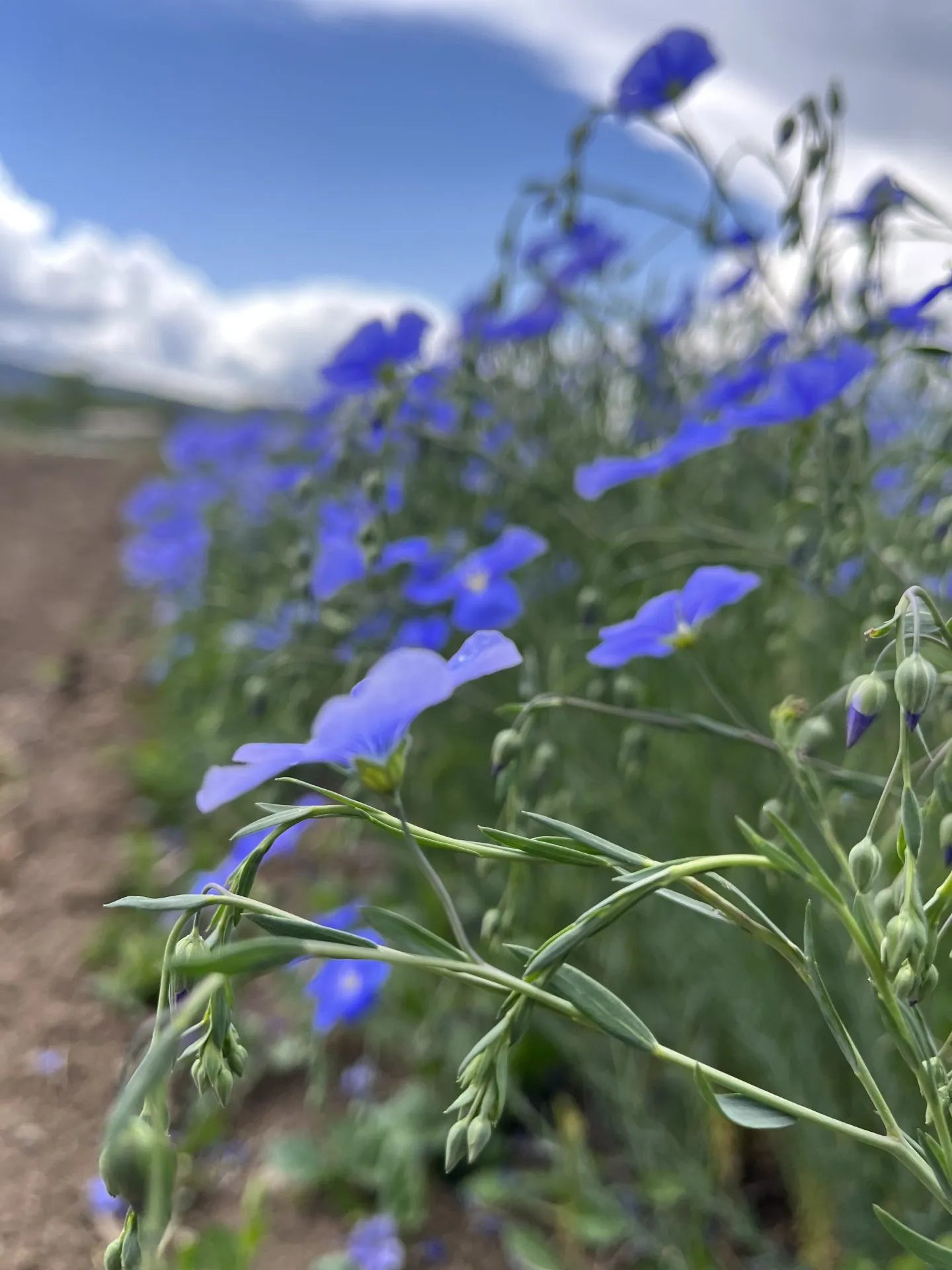 Prairie Flax