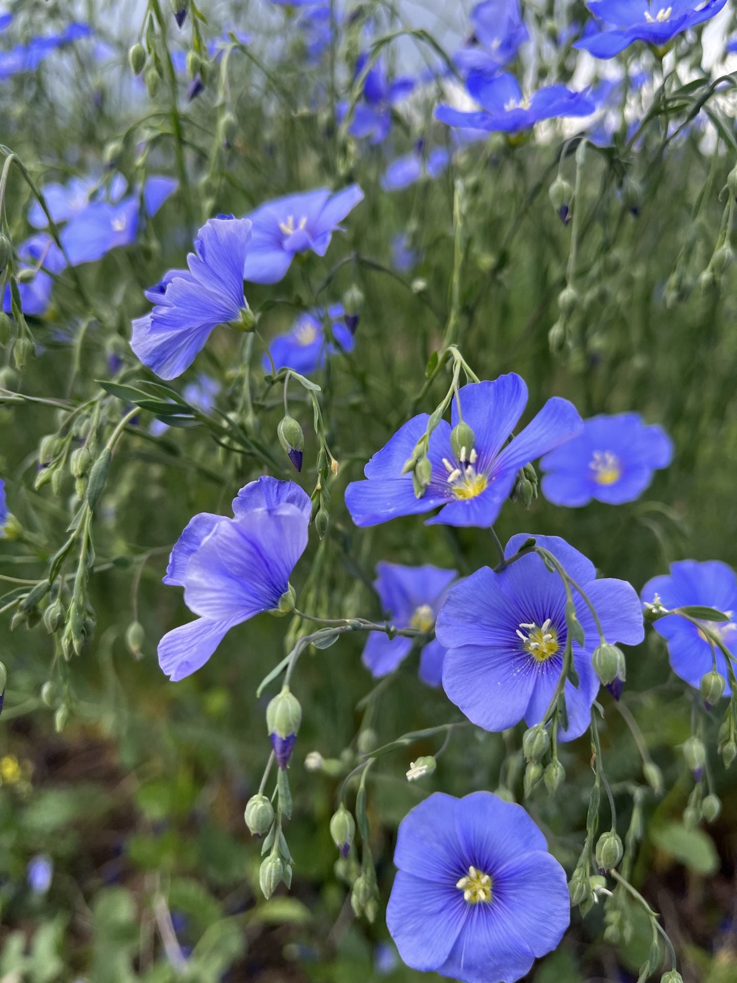 Prairie Flax