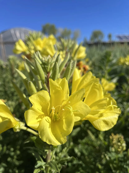 Tall Evening Primrose