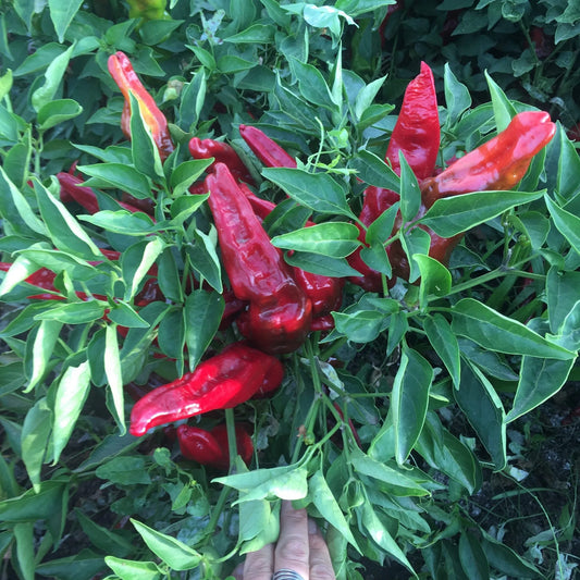 Melrose Pepper