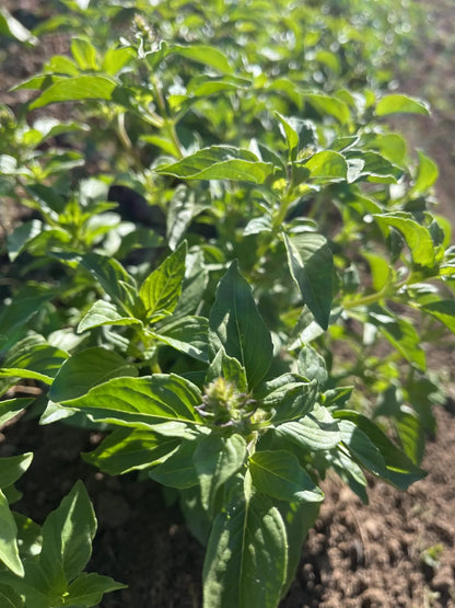 Mrs. Burn’s Lemon Basil