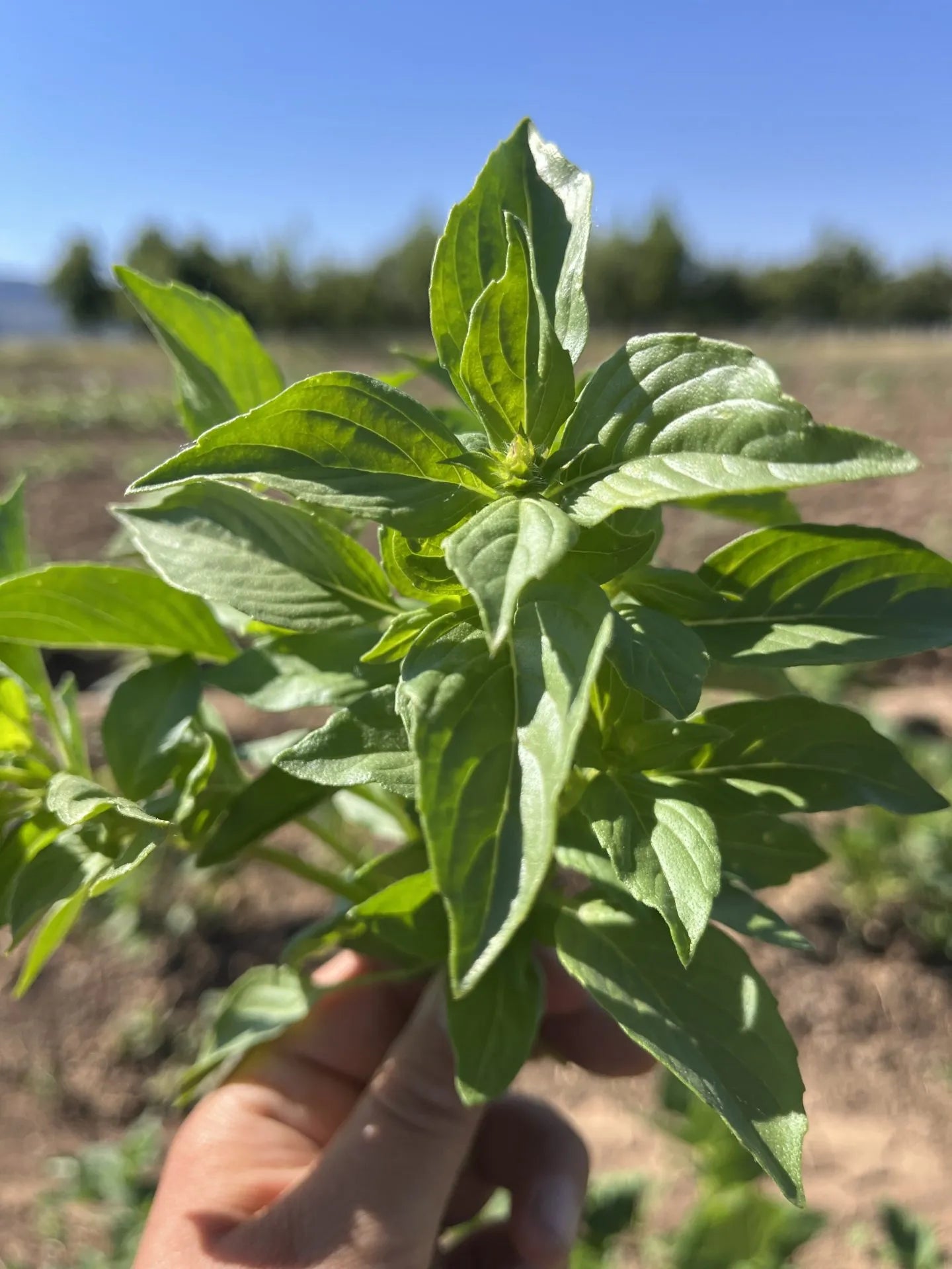 Mrs. Burn’s Lemon Basil