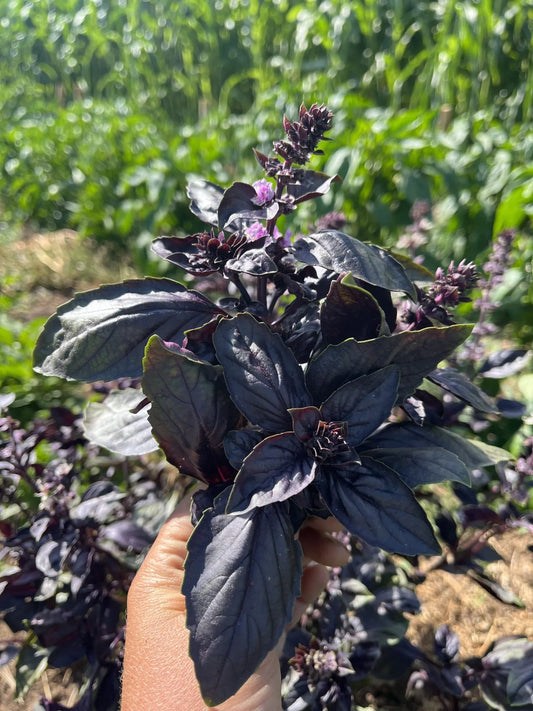 Red Genovese Basil