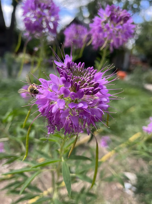 Rocky Mountain Bee Plant