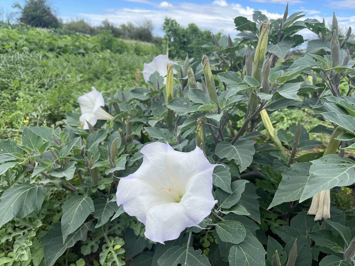 Sacred Datura