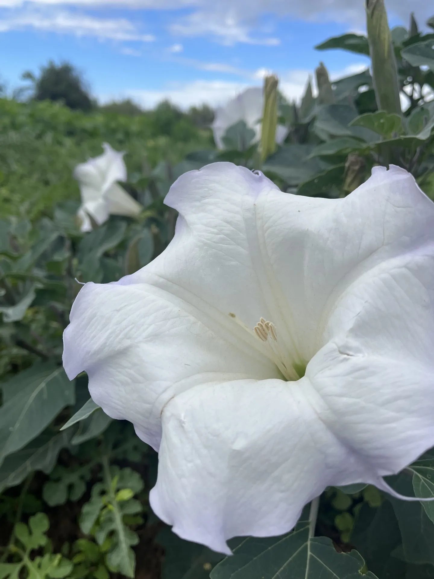 Sacred Datura