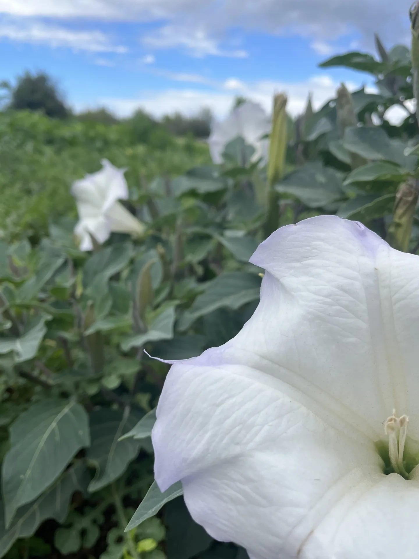 Sacred Datura