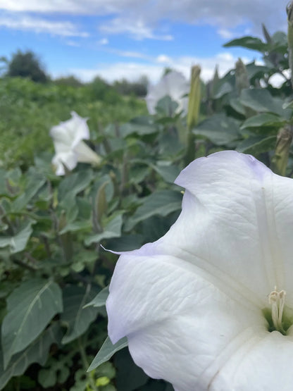 Sacred Datura