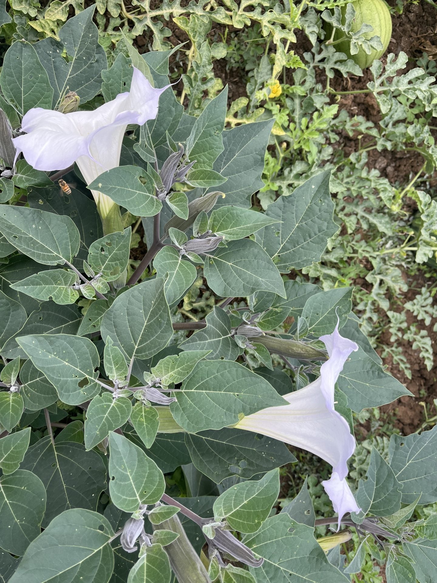 Sacred Datura