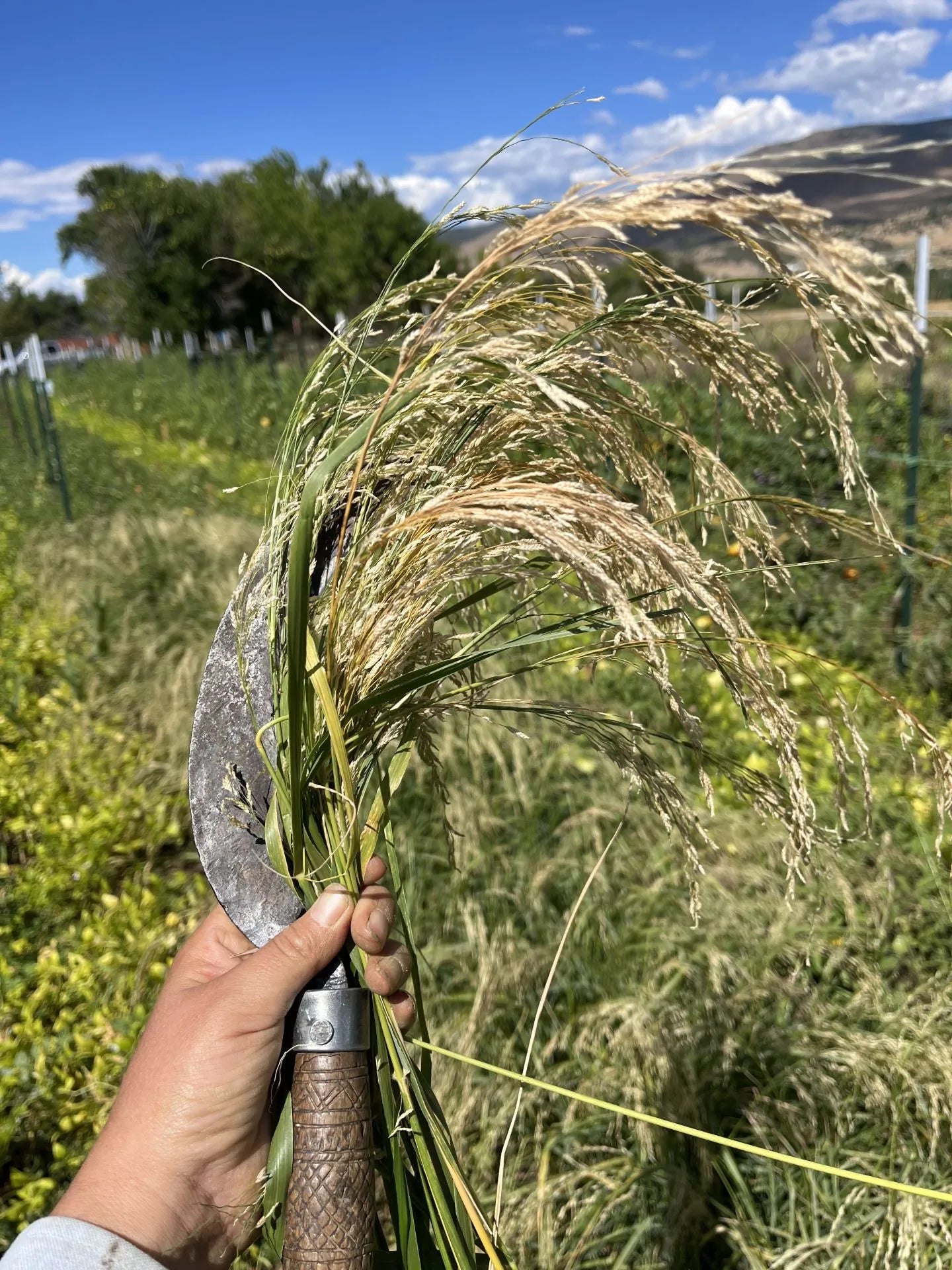 White Teff