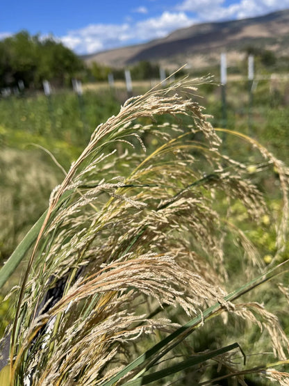 White Teff