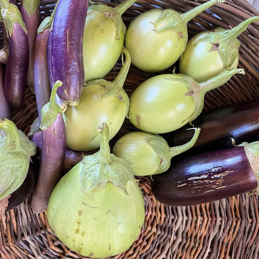 Apple Green Eggplant