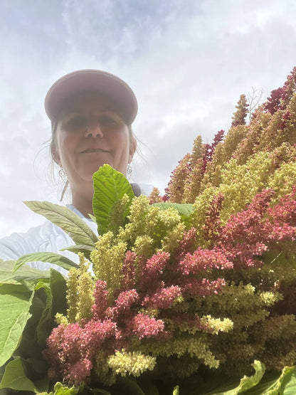 42 Mexican Amaranth