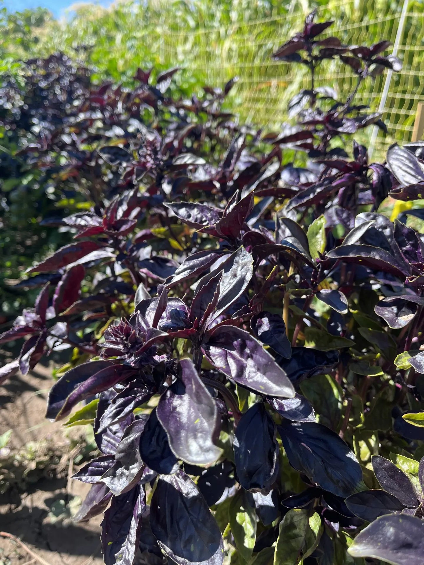 Red Genovese Basil