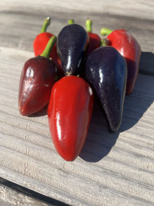 Andes Rainbow Pepper