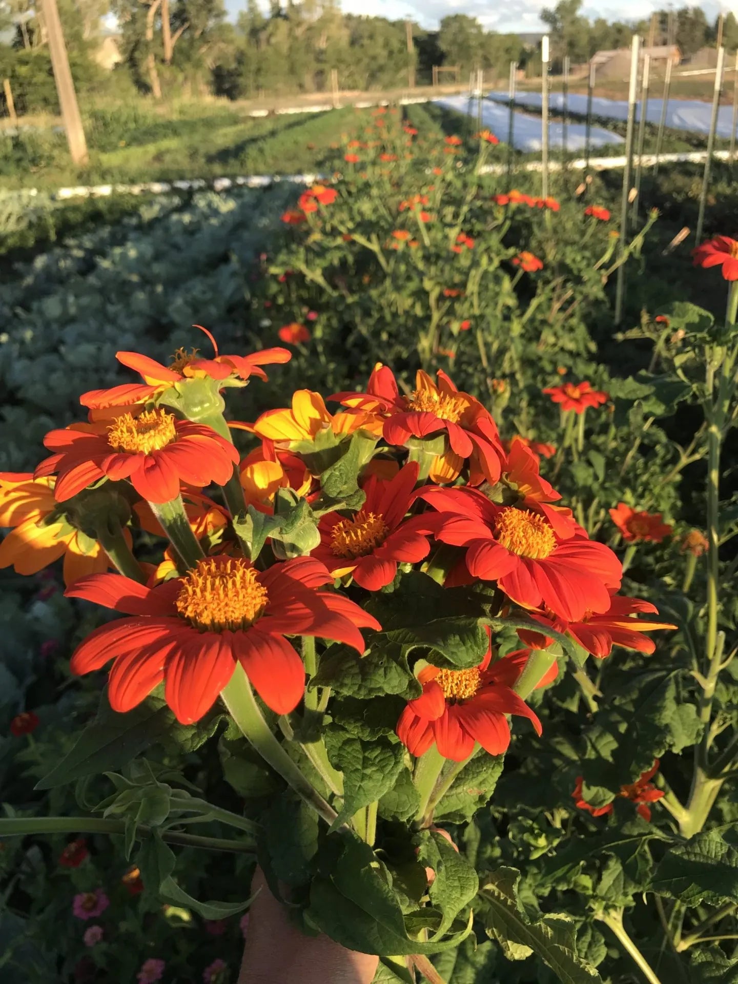 Mexican Torch (Tithonia)